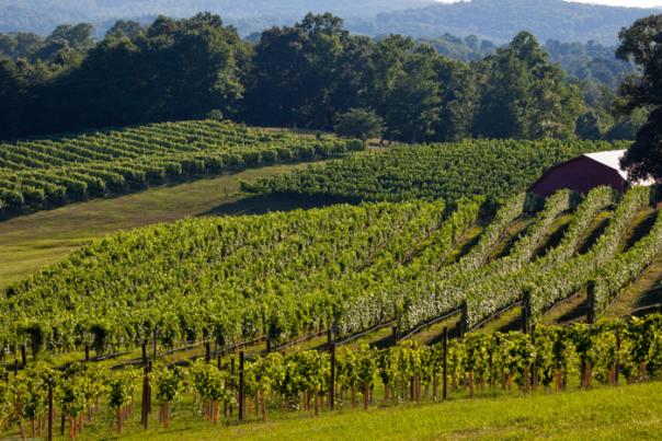 Three Sisters Vineyard