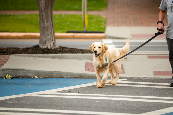 Dog on the Crosswalk